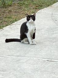 Found/Stray Unknown Cat last seen 19th and Gales NE, Washington, DC 20002