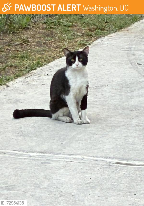 Found/Stray Unknown Cat last seen 19th and Gales NE, Washington, DC 20002