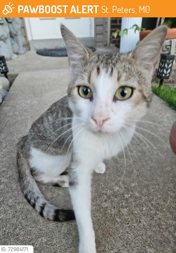 Found/Stray Unknown Cat last seen Barkwood trail and jungerman, St. Peters, MO 63376