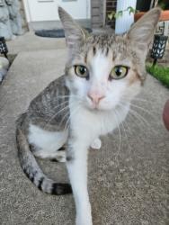 Found/Stray Unknown Cat last seen Barkwood trail and jungerman, St. Peters, MO 63376