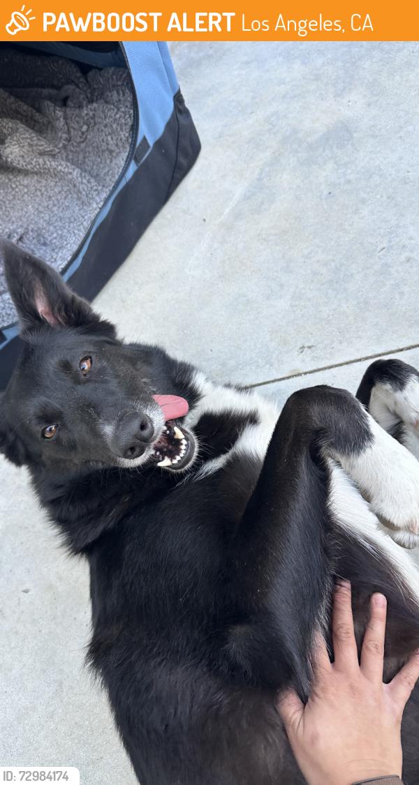 Found/Stray Female Dog last seen Crenshaw and Slauson, Los Angeles, CA 90044