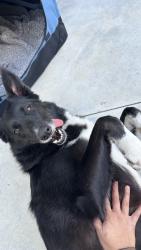 Found/Stray Female Dog last seen Crenshaw and Slauson, Los Angeles, CA 90044