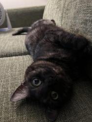 Reunited Female Cat last seen Near Chippewah Dr Chattanooga, TN  37412 United States, Chattanooga, TN 37412