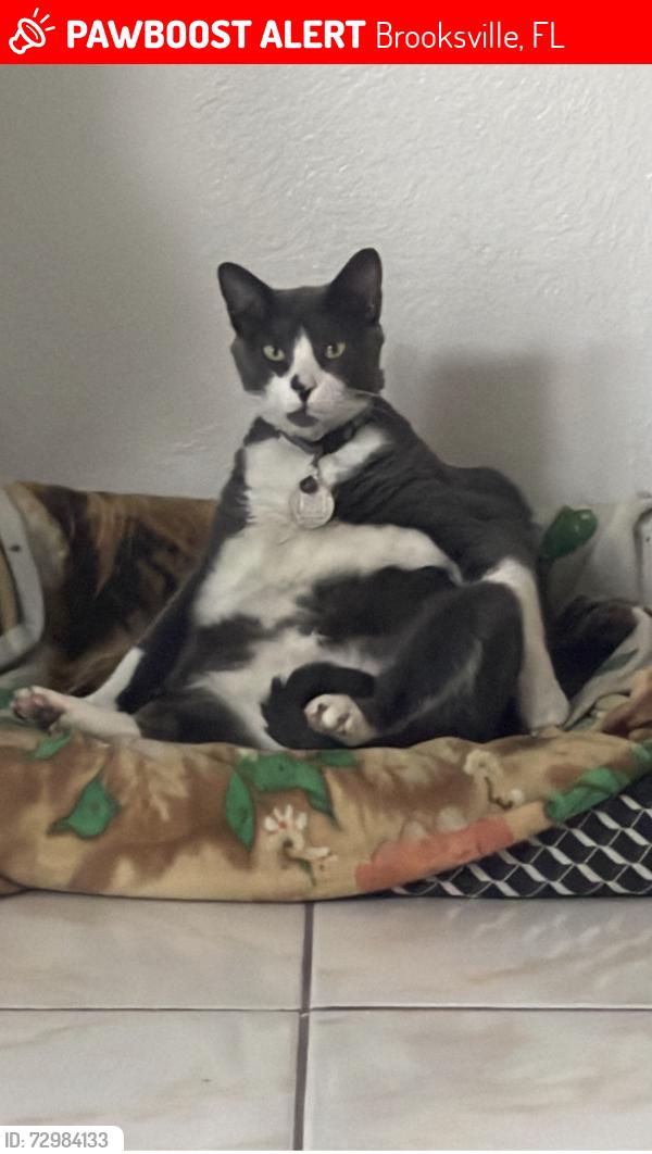 Lost Male Cat last seen Lelani Dr, Quigley ave, Knuckey Rd,, Brooksville, FL 34614