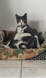 Lost Male Cat last seen Lelani Dr, Quigley ave, Knuckey Rd,, Brooksville, FL 34614