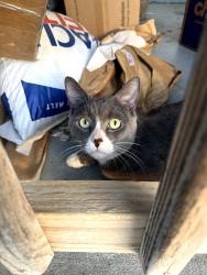 Reunited Male Cat last seen Munsey Ave, Pittsburgh, PA 15227