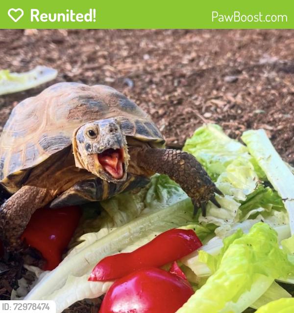 Reunited Male Reptile last seen Valley and Superstition , Apache Junction, AZ 85120