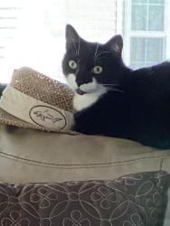 Reunited Male Cat last seen Upper Ridgewood , Hendersonville, NC 28791