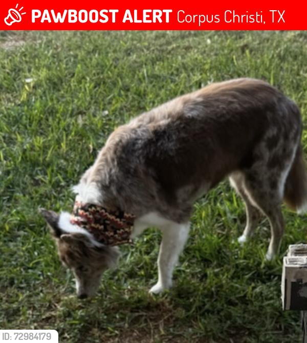 Lost Female Dog last seen O'Toole, Tom Browne school area, Corpus Christi, TX 78413
