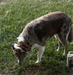 Lost Female Dog last seen O'Toole, Tom Browne school area, Corpus Christi, TX 78413