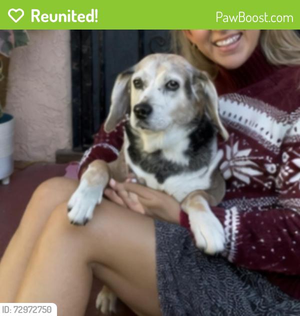 Reunited Female Dog last seen Near overland ave, Culver City, CA 90230