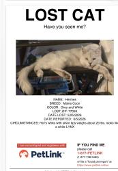 Lost Male Cat last seen Bay Area blvd, Houston, TX 77062