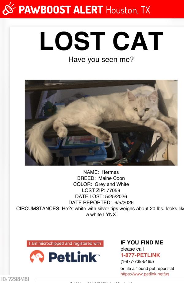 Lost Male Cat last seen Bay Area blvd, Houston, TX 77062