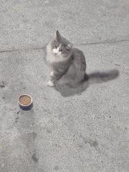 Found/Stray Unknown Cat last seen Food lion near entrance and outside carts, Jacksonville, NC 28546