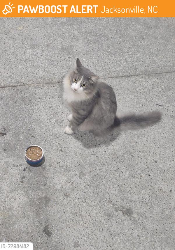 Found/Stray Unknown Cat last seen Food lion near entrance and outside carts, Jacksonville, NC 28546