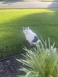 Lost Female Cat last seen Kenion Forest Subdivsion, Lilburn, GA 30047