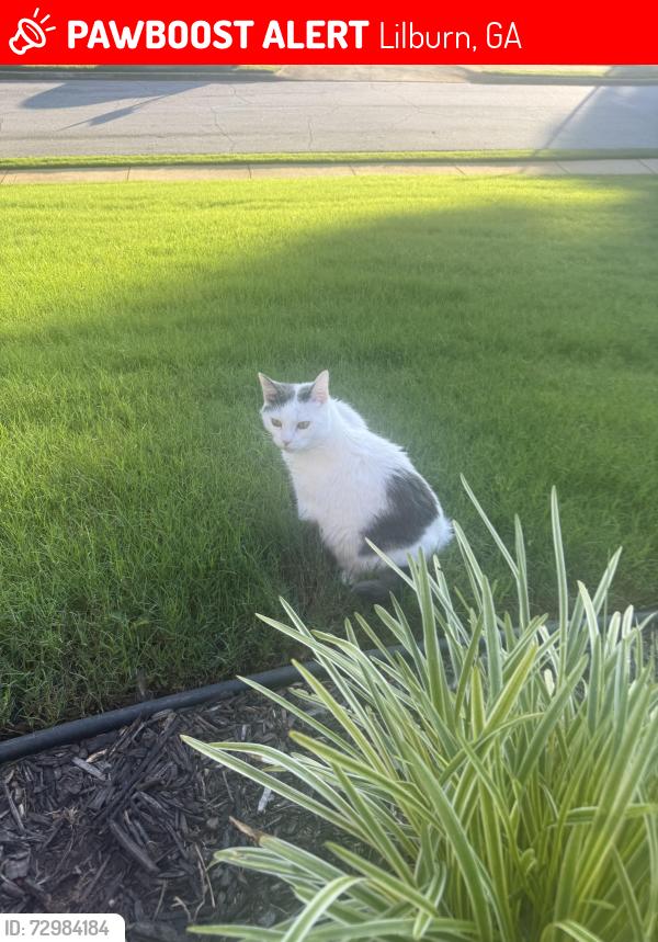 Lost Female Cat last seen Kenion Forest Subdivsion, Lilburn, GA 30047