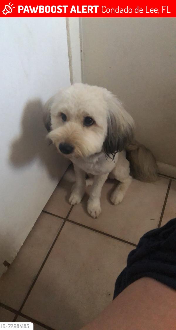 Lost Female Dog last seen Dollar store Lee blvd, Condado de Lee, FL 33993