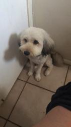 Lost Female Dog last seen Dollar store Lee blvd, Condado de Lee, FL 33993