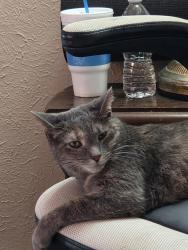 Reunited Female Cat last seen White and Greenwood in east toledo, Toledo, OH 43605
