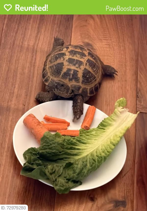 Reunited Male Reptile last seen Portola and Yale, Irvine, CA 92620