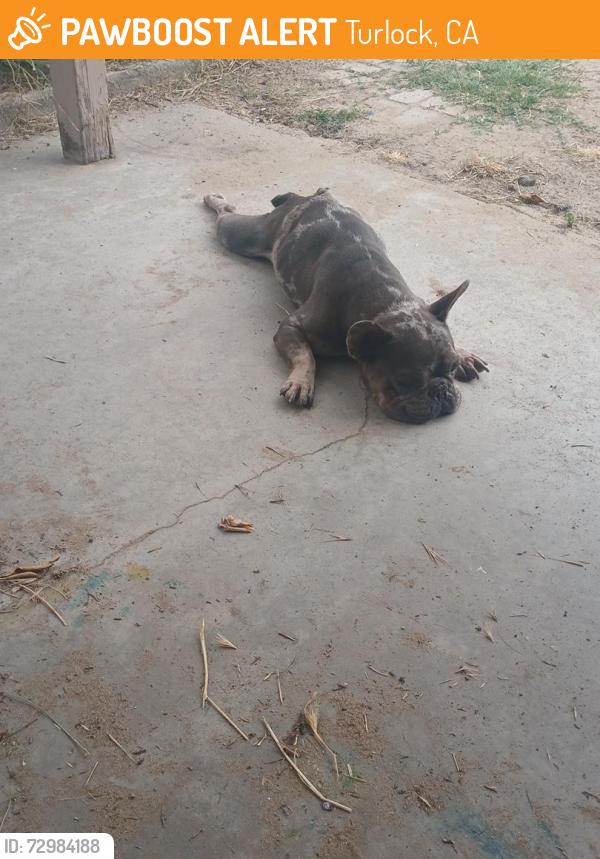Found/Stray Female Dog last seen Florence st, Turlock, CA 95380