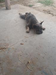 Found/Stray Female Dog last seen Florence st, Turlock, CA 95380