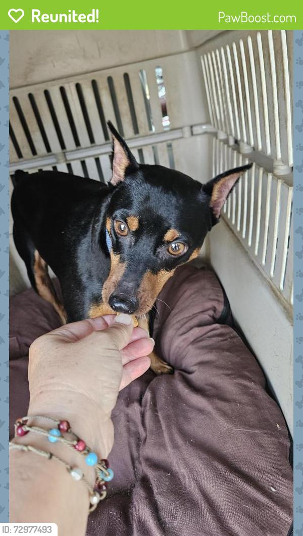 Reunited Male Dog last seen Near Matlock/Mayfield at Medical City Arlington, Arlington, TX 76015