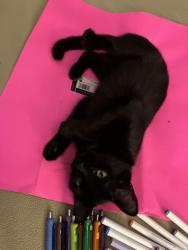 Lost Female Cat last seen Near mark circle Savannah ga , Savannah, GA 31405