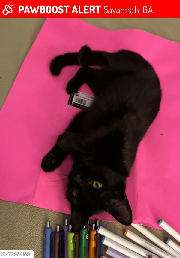 Lost Female Cat last seen Near mark circle Savannah ga , Savannah, GA 31405