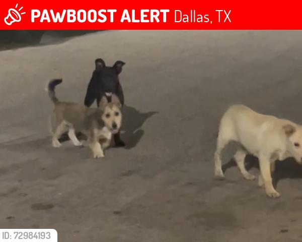 Lost Male Dog last seen Morelia apmts, Dallas, TX 75220