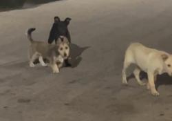 Lost Male Dog last seen Morelia apmts, Dallas, TX 75220