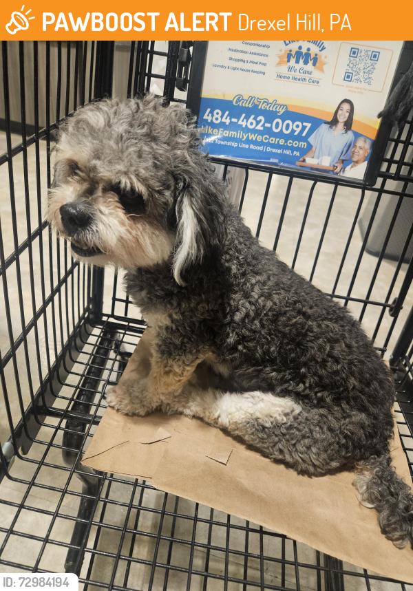 Found/Stray Unknown Dog last seen Drexel Hill Shoprite, Drexel Hill, PA 19026