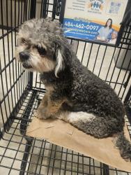 Found/Stray Unknown Dog last seen Drexel Hill Shoprite, Drexel Hill, PA 19026