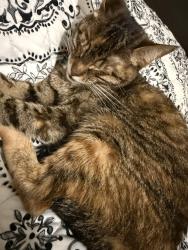Reunited Female Cat last seen Ramblewood east cndmniums , Coral Springs, FL 33065