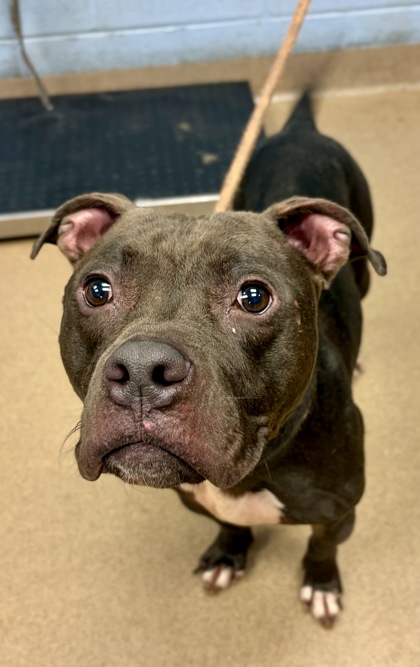 Shelter Stray Male Dog last seen Near Miller Road, 30035, GA, Atlanta, GA 30341