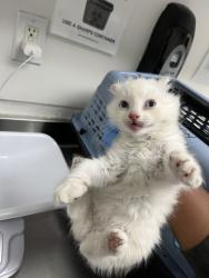 Shelter Stray Female Cat last seen Near edes ave, Oakland, CA, 1101 29th Ave, Oakland, CA 94601, USA