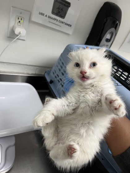 Shelter Stray Female Cat last seen Near edes ave, Oakland, CA, 1101 29th Ave, Oakland, CA 94601, USA