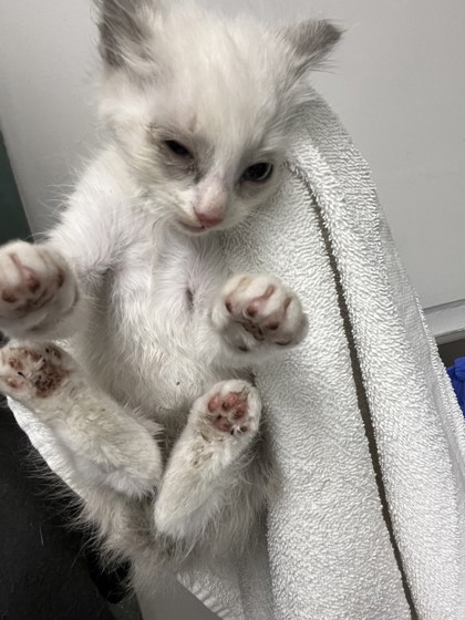 Shelter Stray Male Cat last seen Near edes ave, Oakland, CA, 1101 29th Ave, Oakland, CA 94601, USA