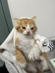 Shelter Stray Female Cat last seen Near edes ave, Oakland, CA, 1101 29th Ave, Oakland, CA 94601, USA