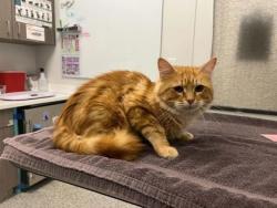 Shelter Stray Male Cat last seen Near Valentine Road, 64111, MO, Kansas City, MO 64132