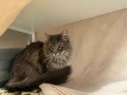 Shelter Stray Female Cat last seen Near Valentine Road, 64111, MO, 7077 Elmwood Ave, Kansas City, MO 64132, USA