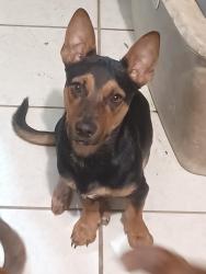 Reunited Male Dog last seen Longmont and prescott, San Antonio, TX 78245