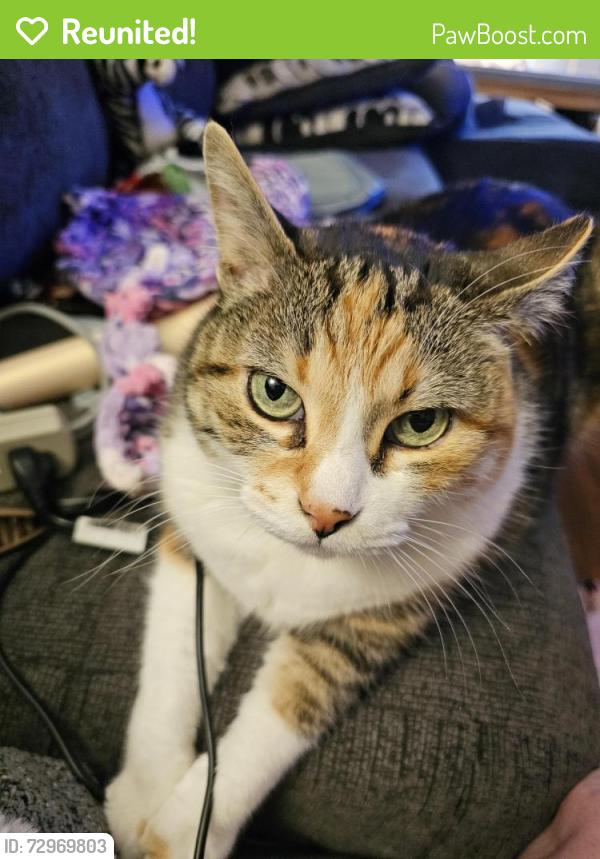 Reunited Female Cat last seen Mt Olivet , Kalamazoo, MI 49004