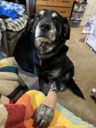 Lost Male Dog last seen Westland mill, Acworth, GA 30102