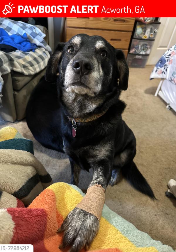 Lost Male Dog last seen Westland mill, Acworth, GA 30102
