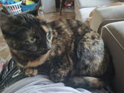 Lost Female Cat last seen Near w. Prairie woods st., Wichita, KS 67209