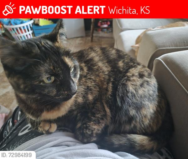 Lost Female Cat last seen Near w. Prairie woods st., Wichita, KS 67209