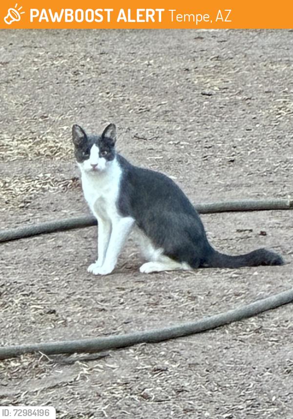 Found/Stray Unknown Cat last seen 12th St & Judd St, Tempe, AZ 85281