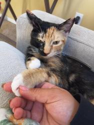 Lost Female Cat last seen Cali oaks park, Murrieta, CA 92562